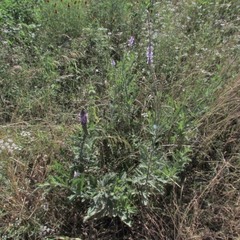 Verbena xutha