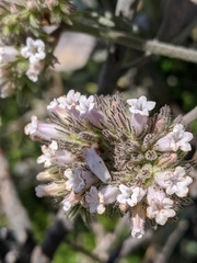 Eriodictyon traskiae smithii