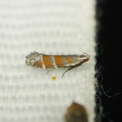 Battaristis vittella