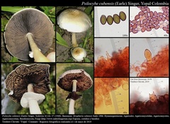 Psilocybe cubensis