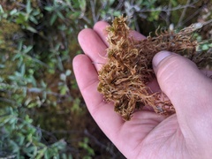 Sphagnum fuscum