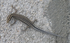 Cryptoblepharus leschenault