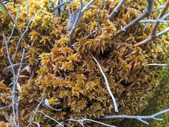 Sphagnum fuscum