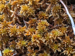 Sphagnum fuscum