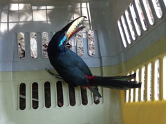 Pteroglossus inscriptus