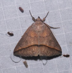 Argyrostrotis flavistriaria