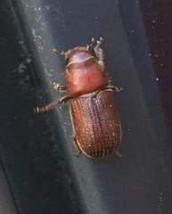 Dendroctonus