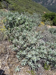 Eriodictyon traskiae smithii