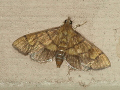 Orphanostigma abruptalis