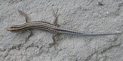 Cryptoblepharus leschenault