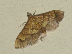 Orphanostigma abruptalis