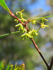 Dodonaea triquetra