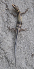 Cryptoblepharus leschenault