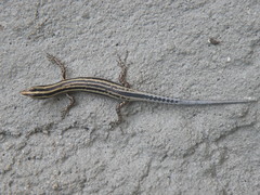 Cryptoblepharus leschenault