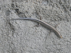 Cryptoblepharus leschenault