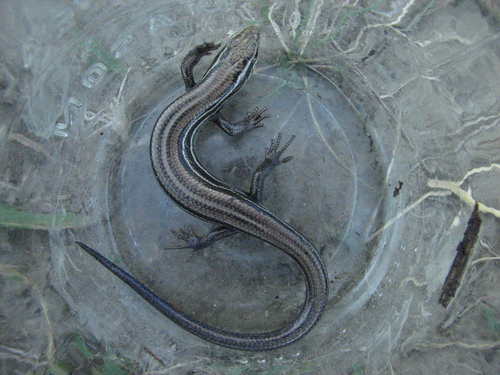 Prairie Skink photographed in Iowa