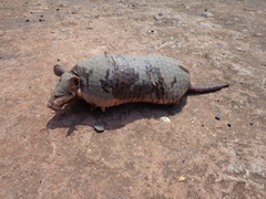 Cabassous unicinctus