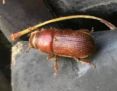 Dendroctonus
