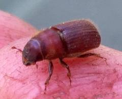 Dendroctonus
