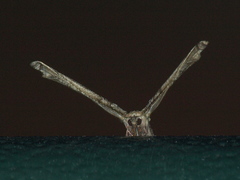 Phazaca interrupta