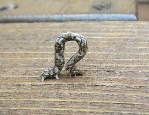 Juniper Geometer Moth