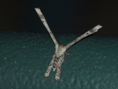 Phazaca interrupta