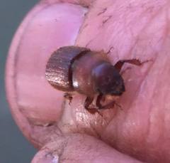 Dendroctonus