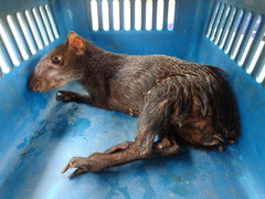 Dasyprocta fuliginosa