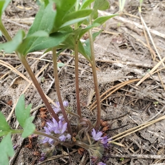 Hydrophyllum alpestre