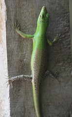 Lamprolepis smaragdina