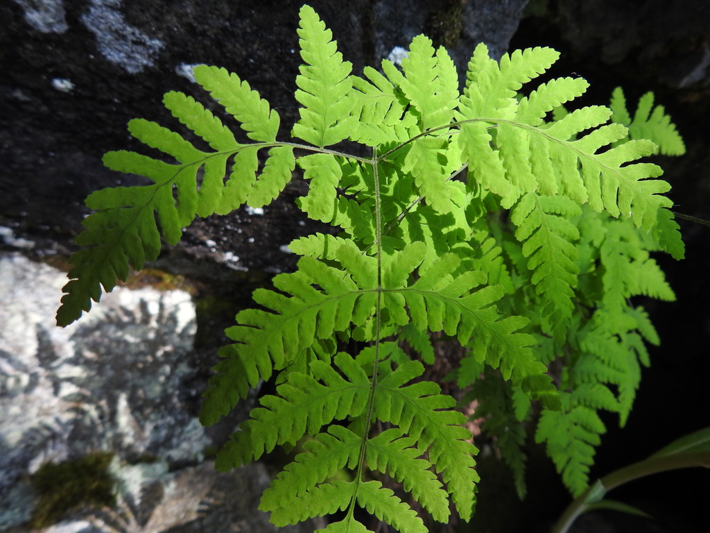 Nahanni oak fern