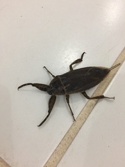 Lethocerus