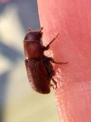 Dendroctonus