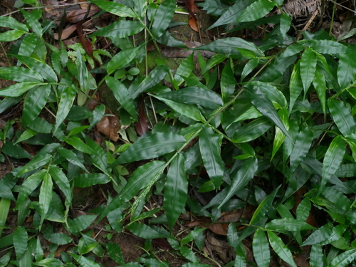 Image of Ichnanthus pallens by (c) Jacy Chen, some rights reserved (CC BY)