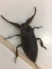Lethocerus
