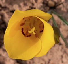 Calochortus aureus