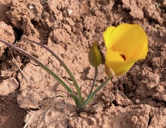 Calochortus aureus