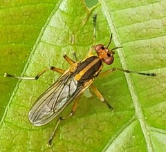Thecomyia