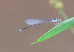 Enallagma exsulans