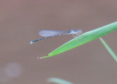 Enallagma exsulans