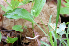 Puccinia orbicula