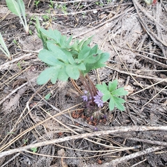 Hydrophyllum alpestre