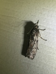 Sciota subcaesiella