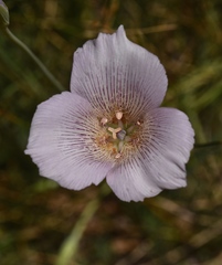 Calochortus striatus