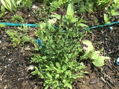 Penstemon hirsutus hirsutus