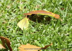 Colias dimera