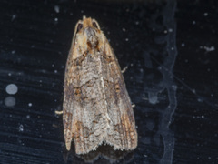 Cryptoptila australana