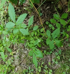 Agrimonia rostellata