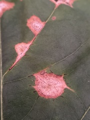 Polystepha quercifolia