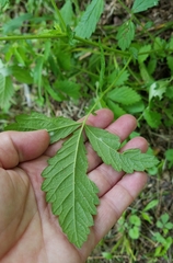 Agrimonia rostellata
